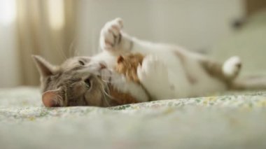 Yumuşak çiçekli bir yatak örtüsünde uzanırken pelüş bir oyuncakla oynayan enerjik kedi kapalı alanda neşeli ve hayat dolu bir anı gösteriyor..