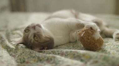 Hayat dolu bir kedi yatakta yatıyor, coşkulu bir enerji ve heyecan patlaması içinde pelüş bir oyuncağı çılgınca tekmeliyor ve kapıyor..