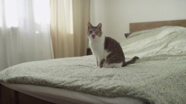 Bir tekir kedinin el kamerasıyla, çiçekli bir yatak örtüsünün üzerinde dikilirken, yalama ortasında, kamera içeri doğru yaklaşırken..