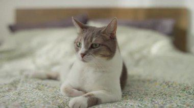 Rahat bir tekir kedi, yumuşak bir gün ışığında çiçekli bir yatak örtüsüne uzanıp, rahat bir yatak odasına dikkatlice bakar..