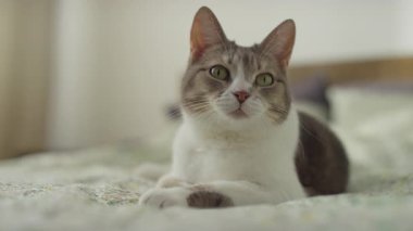 Çiçekli bir yatak örtüsünün üzerinde dinlenen tekir bir kedinin, gün ışığında parlak gözleriyle dikkatle bakan görüntüsü..