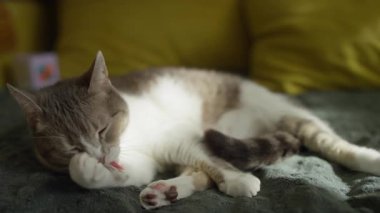 Bir tekir kedi koyu yeşil bir battaniyenin üzerinde rahatlar, güneş ışığında patisini nazikçe yalarken, samimi, içerik bir ifadeyle.