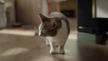 Bir tekir kedi kendini, yumuşak gölgeli, sıcak ve kapalı bir ortamda yakalanmış, güneşli, ahşap bir zemine indirmeye başlar..