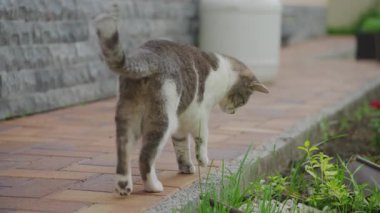 Meraklı bir kedi tuğla bir yol boyunca yürür ve bir bahçe yatağına bakar, bitkilere ve çevreye ilgi gösterir..
