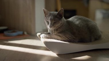 Kavisli bir kazı kazan yatağında uyuyan gri bir kedi, yumuşak güneş ışığına batmış, ahşap bir zeminde, sessiz bir kapalı alanda..