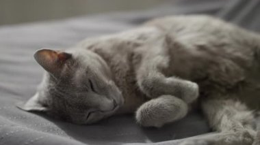Gri bir kedi kıvrılır ve yumuşak gri bir battaniyenin üzerinde derin derin uyur..