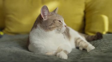 Beyaz ve gri kürklü sakin bir kedi battaniye kaplı bir kanepede sıcak doğal ışık ve sarı yastıklarla yıkanır..