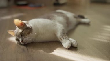 Rahat beyaz ve gri bir kedi, huzurlu bir odada, yumuşak doğal ışığın tadını çıkararak, sıcak ahşap bir zemine uzanır..