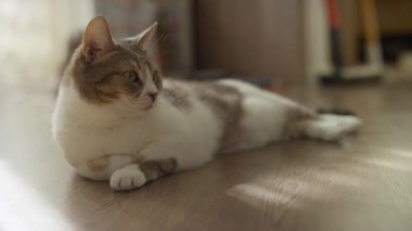 Bir tekir kedi, yumuşak doğal ışıkla yıkanmış, ahşap bir zeminde rahat bir şekilde uzanıyor. İçeride sakin ve tetikte görünüyor..