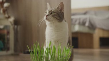 Meraklı evcil kedi, yumuşak ışıklandırmalı, rahat bir yatak odasında, ahşap bir zeminde yeşil çimlerin arkasında dikiliyor..