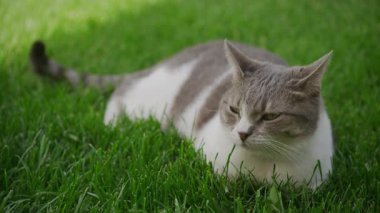 Gri ve beyaz evcil kedi çimlerin üzerinde uzanmış, yorgun ya da rahat görünüyor, bahçede sessiz bir anın tadını çıkarıyor..