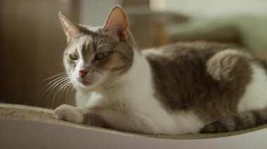 Sakin bir tekir kedinin yakın çekimi ve kıvrımlı bir yüzey üzerinde uzanan beyaz kedi kürkünü aydınlatan sıcak doğal güneş ışığıyla.