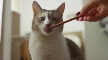 Bir tekir kedinin yakın çekimi ve beyaz kedi et çubuğunu ısırıyor. Elle sunulan bir ikram. Kapalı mekanda, yumuşak ışıkta..