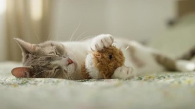 Huzurlu tekir ve beyaz kedi bir yatakta uyur. Elinde pelüş bir oyuncak, camdan gelen yumuşak doğal ışıkla yıkanır..