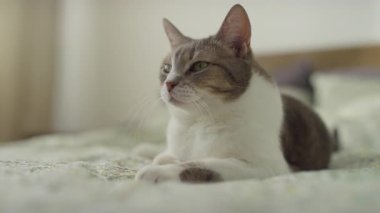 Tekir ve beyaz kedi huzurlu bir şekilde yatak örtüsünün üzerine uzanmış, yavaşça aydınlatılmış yatak odasına bakıyor..