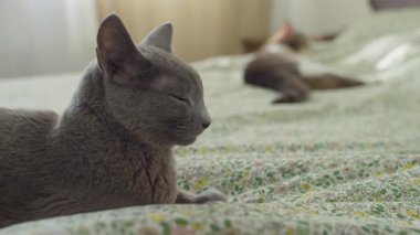 Çiçekli bir yatak örtüsüne gözlerini kapamış, dinlenen gri bir kedinin yakın plan görüntüsü. Arka planda bir kedi daha belirsizleşti..