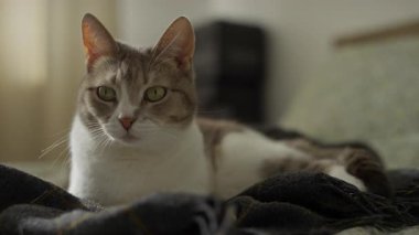 Tekir ve beyaz kedi, yumuşak bir yatak odasında, koyu renkli bir ekose battaniyenin üzerinde uzanıyorlar, aynı anda hem uyanık hem de rahat görünüyorlar..