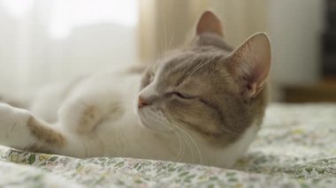 Çiçek desenli bir yatakta uzanmış, pencereden gelen yumuşak, doğal ışığın tadını çıkaran rahat bir kedinin yakın çekimi..