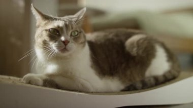 Rahat kedi kazı kazan tahtasının üzerinde dinleniyor. Sıcak, doğal güneş ışığıyla yıkanmış sıcak bir ev ortamında..