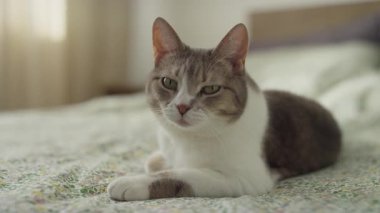 Rahat bir tekir kedisi ve ön pençeleri desenli bir yatakta çaprazlanmış, yumuşak, doğal gün ışığında yıkanmış beyaz kedi dinlenme yerleri..