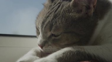 Evcil kedi pencerenin kenarında oturuyor, sıcak güneş ışığında güneşlenirken patisini yalıyor ve tımar ediyor..
