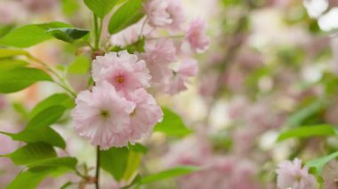 Canlı yeşil yaprakları olan bir dalda açan narin pembe kiraz çiçekleri baharı ve doğadaki yenilenmeyi simgeliyor..