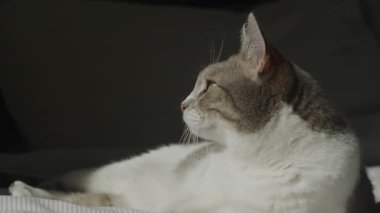 Gri ve beyaz kedi bir yatakta dinleniyor, yavaşça uzaktaki güneşe bakıyor yüzünü ve bıyıklarını aydınlatıyor..