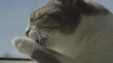 Gri ve beyaz kedi pençelerini yalarken, pencerenin yakınındaki doğal ışıkta yıkanırken, içerik ve sakinlik gösteriyor..