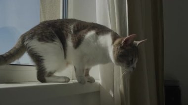 Gri ve beyaz kedi, perdelerle çevrili güneşli bir pencere perdesinden atlamaya hazırlanırken yakalandı..