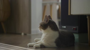 Gri ve beyaz kedi ahşap bir zeminde dinleniyor, sakin bir şekilde odaya giren yumuşak ışığa bakıyor..