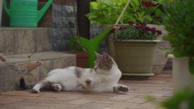 Kedi, saksı bitkileriyle çevrili fayanslı bir verandada uzanıyor, hafif bir merakla bir ip üzerinde oyuncak bir fareyi izliyor..