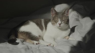Gri ve beyaz kürklü sakin ve rahat bir evcil kedi, bir yatakta konforlu bir şekilde uzanır, sıcak güneş ışığının altında pencereden içeri doğru akar..