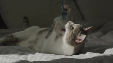 Canlı, yeşil gözlü ve gri beyaz kürklü evcil bir kedi, sallanan ip oyuncağını yakalamak için yatakta enerjik bir şekilde oynar..