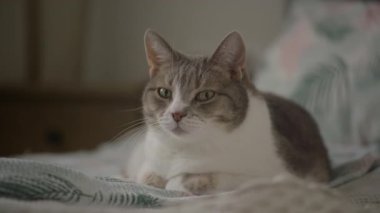 Rahat gri ve beyaz kedinin, rahat bir şekilde rahat bir ev ortamında yumuşak ışıklandırmalı battaniyenin üzerinde uzanması..