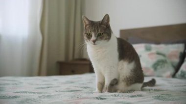 Sakin gri ve beyaz kedi, nötr dekorlu yumuşak ışıklı bir yatak odasındaki yatak örtüsünün üzerinde dik oturuyorlar..