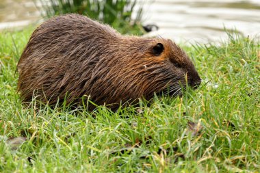 Göletin kıyısındaki çimlerin üzerinde Nutria (Myocastor coypus). Bir kemirgenin yan görüntüsü.