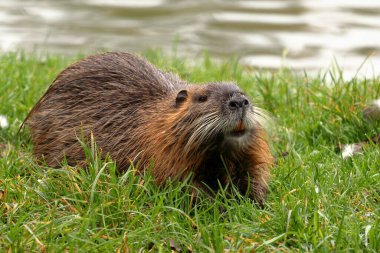 Göletin kıyısındaki çimlerin üzerinde Nutria (Myocastor coypus). Kemirgenin ön görüntüsü.