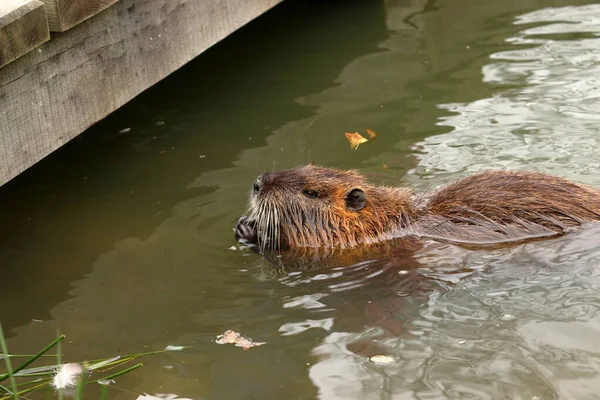 Miyocastor coypus. Suda bir hindiba yüzüyor. Bir kemirgenin yan görüntüsü.