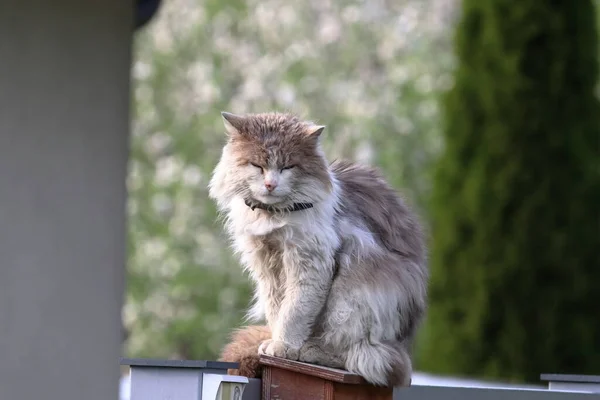Gato Pelo Largo Está Sentado Descansando Céntrate Gato Fondo Borroso — Foto de Stock