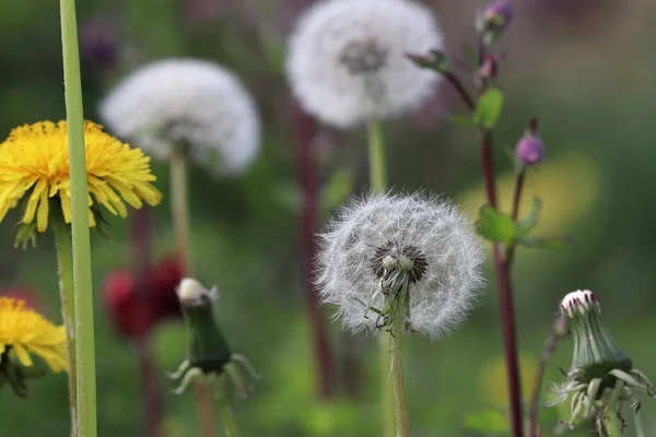 Çiçek açtıktan sonra çayır. Karahindiba (Taraxacum officinale agg) tohumlarının ayrıntıları. Yaban çiçekleri kabarıklık üstüne.