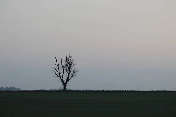 Uprostřed Pole Jediný Mrtvý Strom Minimalistické Výtvarné Umění Jemné Soustředění — Stock fotografie