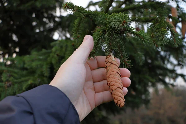 Hand Holding Showing Spruce Cone Blurred Background — Stock Photo, Image
