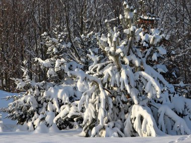 Ormanın kenarında karla kaplı çam ağaçları. Kış doğası.