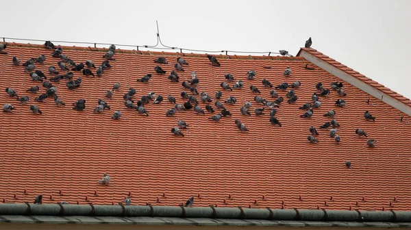 Pigeons sit on a red roof. A group of birds damage the roofs in the city.