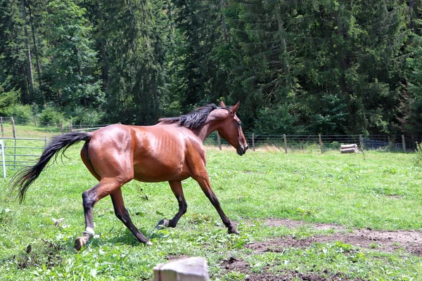 Cavallo Bruno Attraversa Prato Animale Natura Pascolo Cavalli — Foto Stock