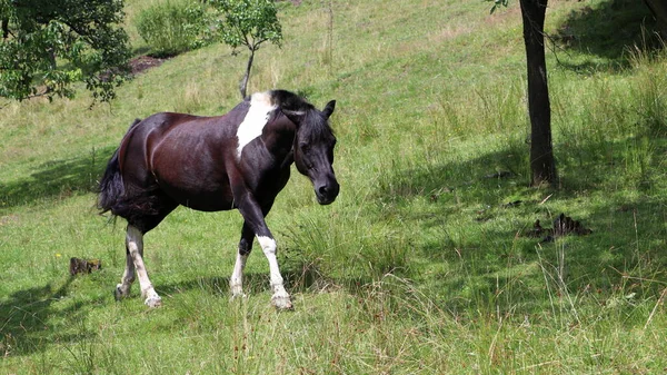 Cavalo Castanho Branco Caminha Num Prado Animal Natureza Pastagem Cavalos — Fotografia de Stock