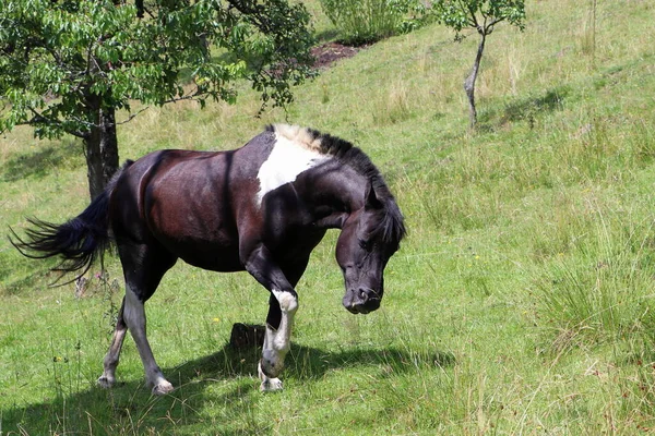 A white-brown horse on a meadow. Trees in the background. Animal in nature. Pasture for horses.