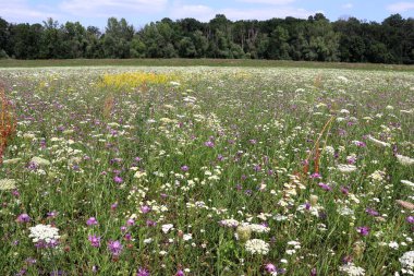 Baharda çiçek açan çayır. Çayır çiçeklerinin renkli çiçekleri. Arka planda yaprak döken orman.