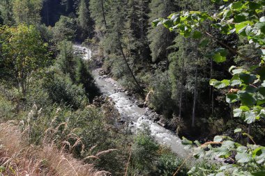 Büyümüş bir vadide akan vahşi bir nehir. Alp bölgesinde Kitzlochklamm Taksi Geçidi.