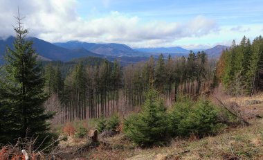 Çek Cumhuriyeti 'ndeki Beskydy Dağları manzarası. Dağların üzerindeki bulutlar. Ön planda ladin ağaçları var. Bulutlu mavi gökyüzü.